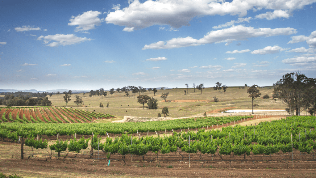 Vineyard, Hunter Valley, New South Wales, Australia